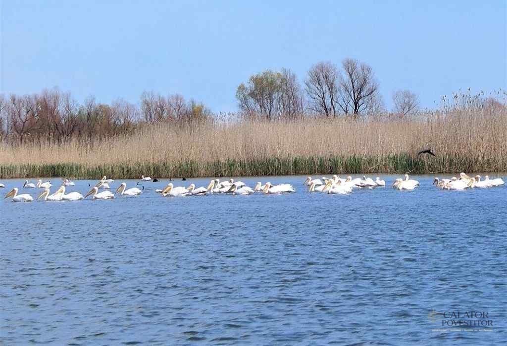 Excursie in Delta Dunarii