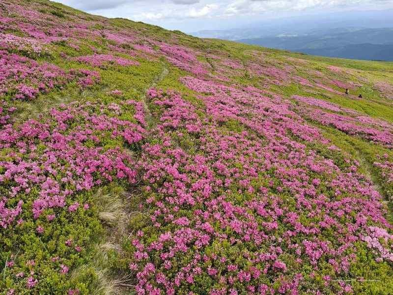 Muntii Ciucas – Simfonia florilor de rododendron
