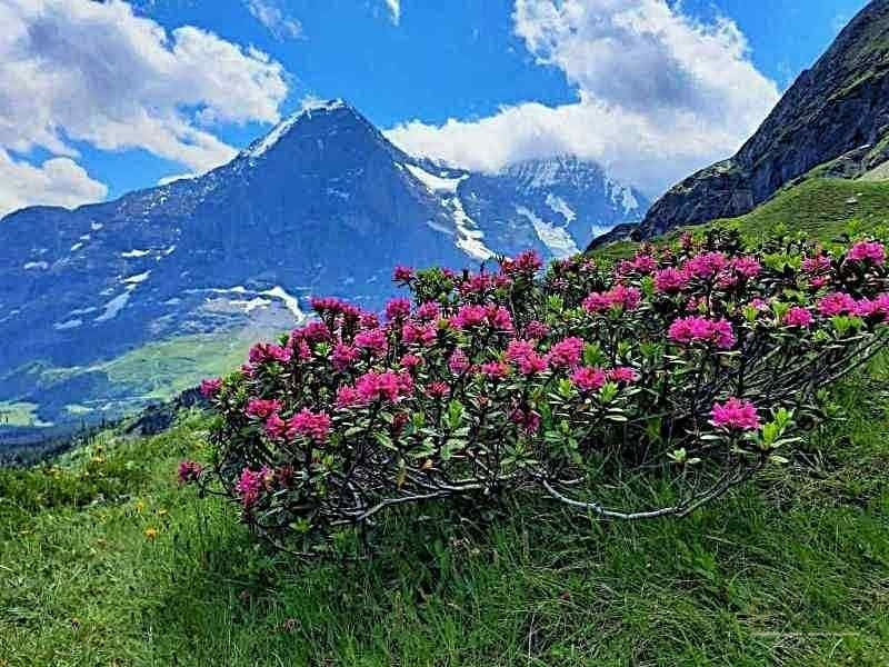 Elvetia – sfaturi de calatorie in regiunea Jungfrau — 8