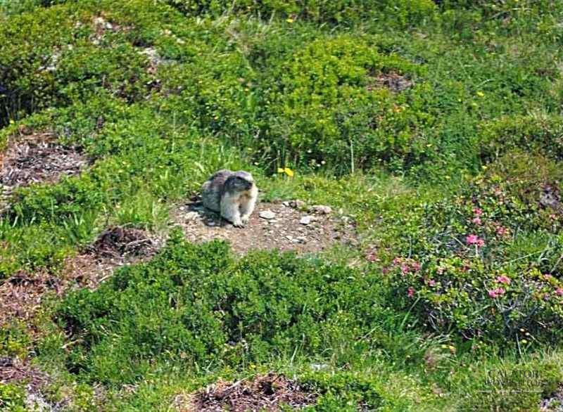 Elvetia – sfaturi de calatorie in regiunea Jungfrau — 37