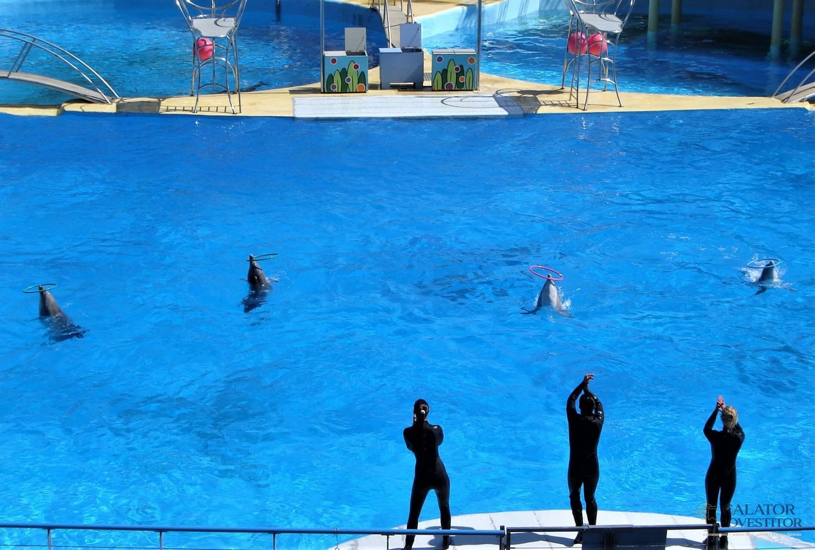 Delfini Marineland