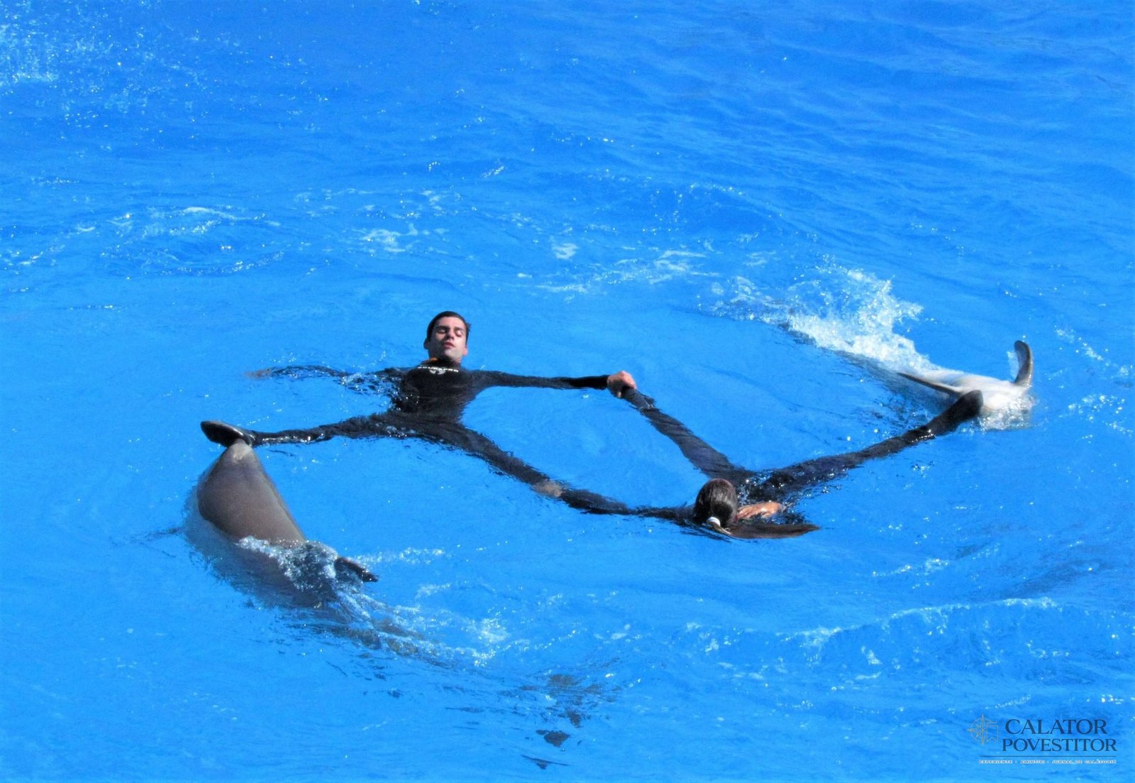 Delfini Marineland