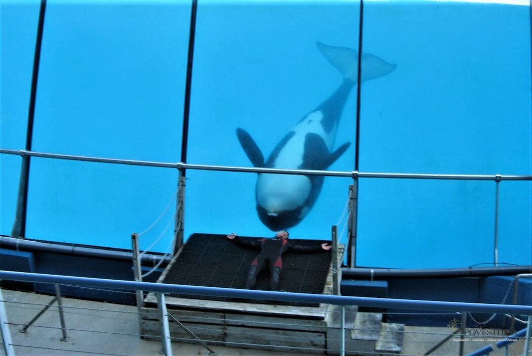 Orci Marineland