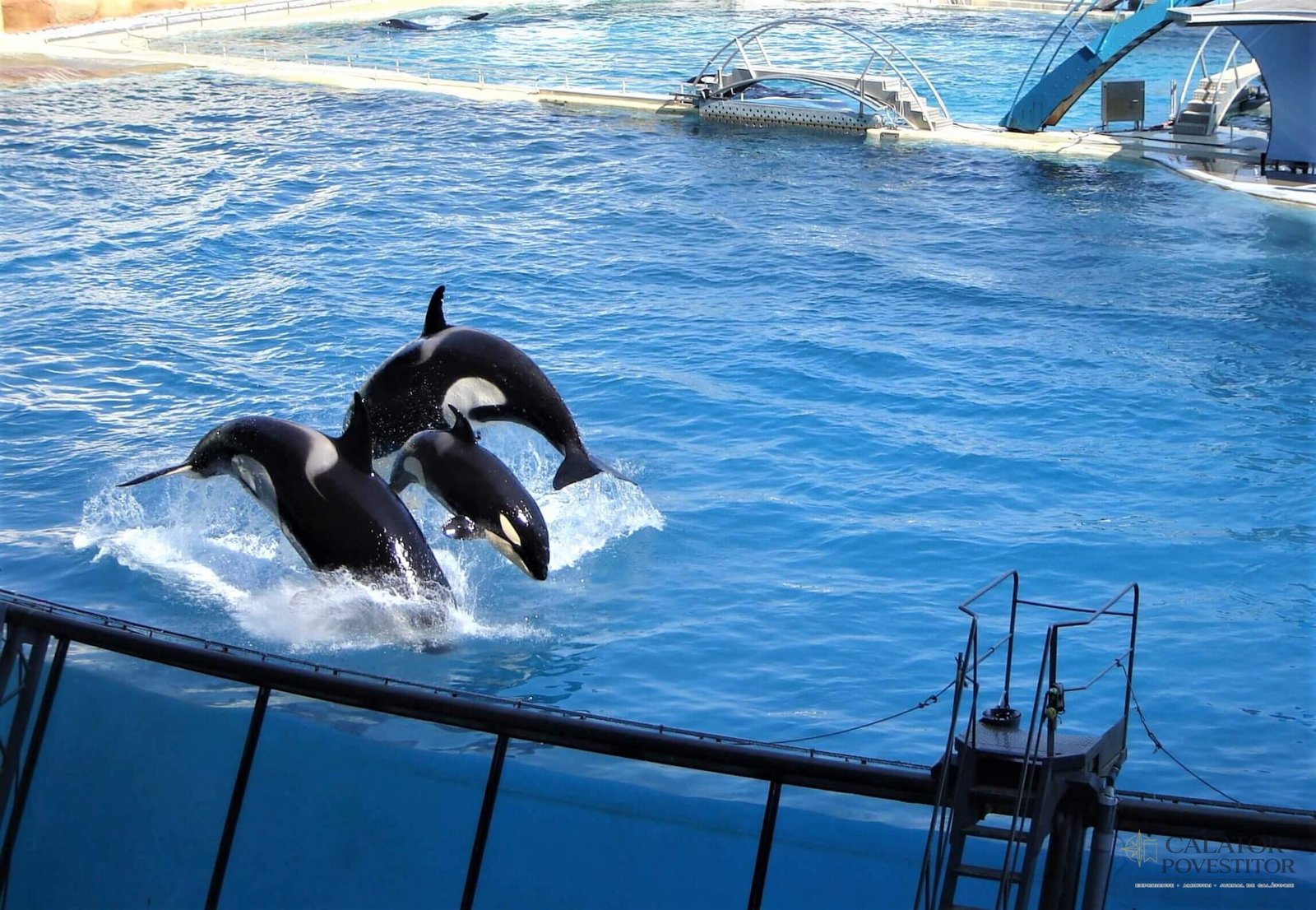 Parcul acvatic Marineland
