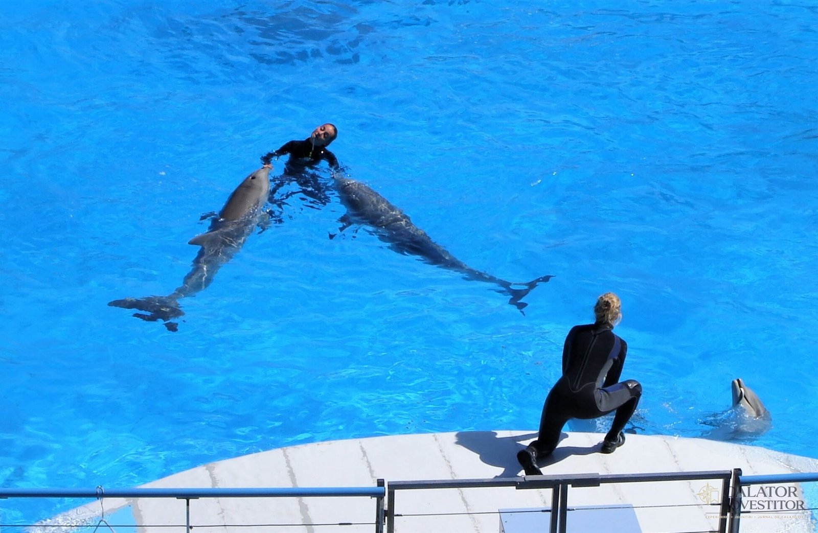 Delfini Marineland