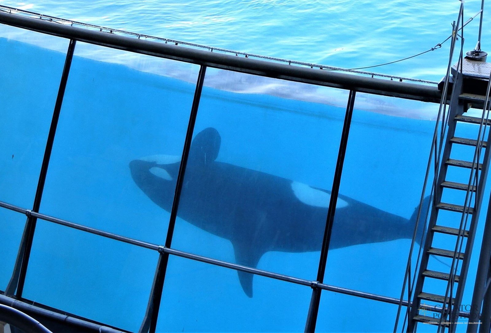 Orci Marineland
