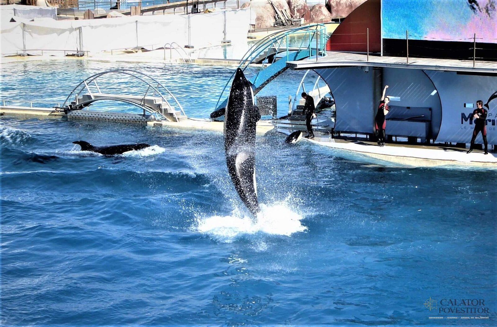 Orci Marineland
