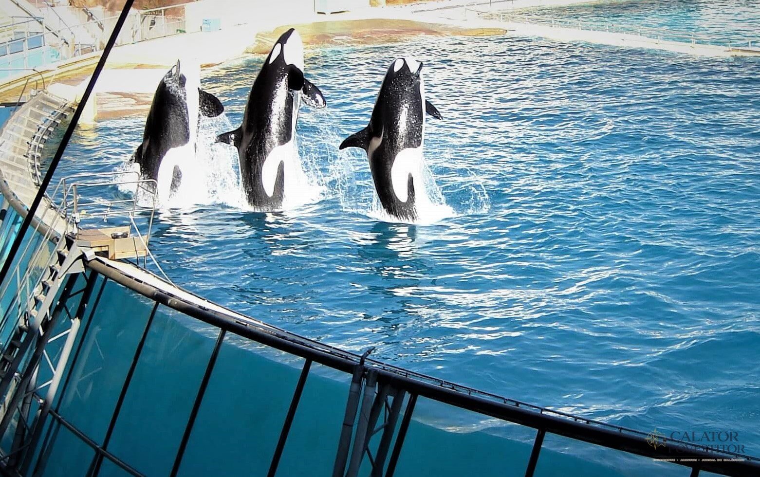 Orci Marineland