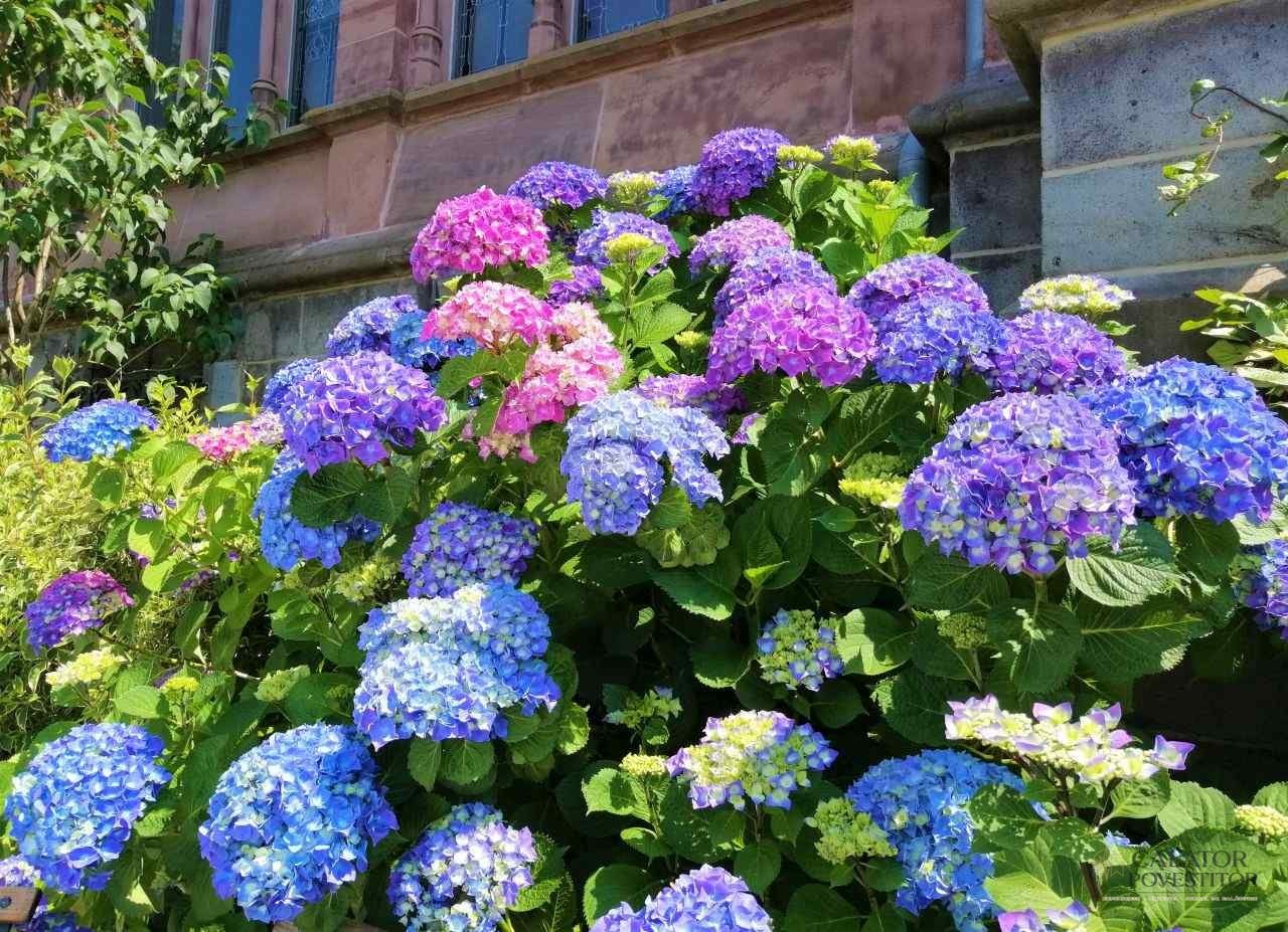 Castele din Germania - Schloss Drachenburg