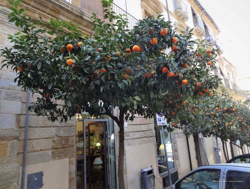 Caltagirone