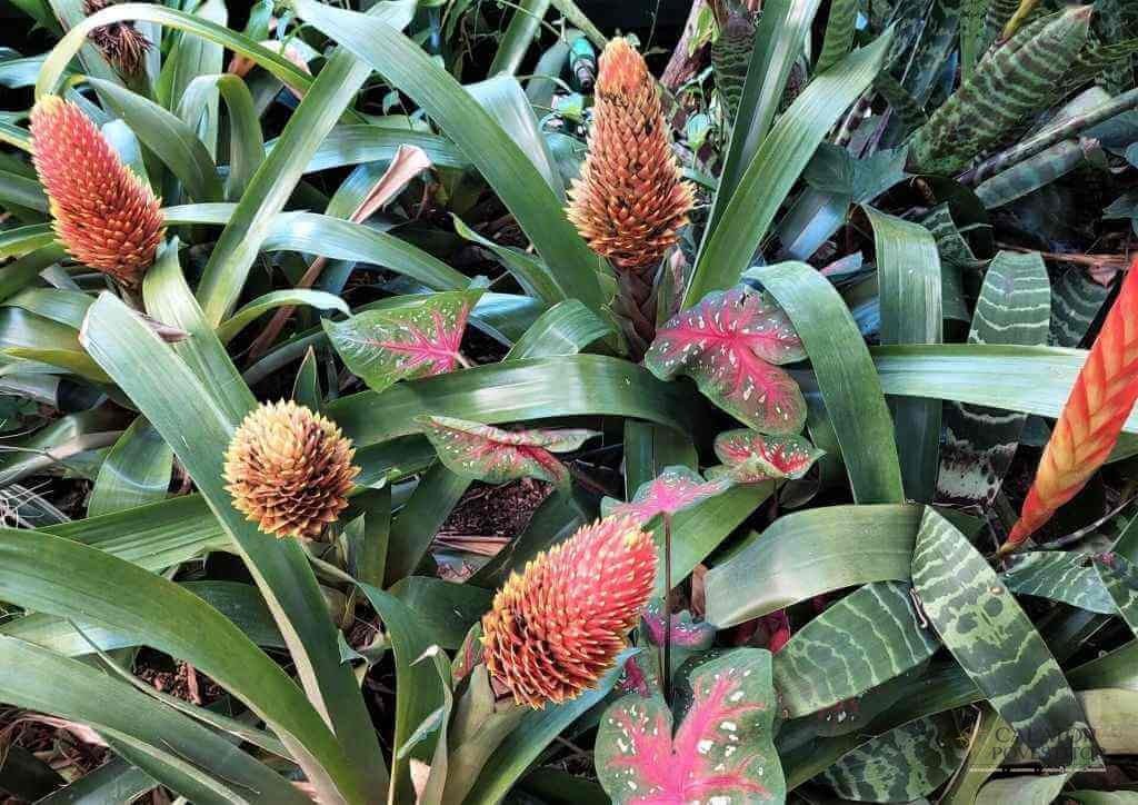 Grădina botanică,Giardini La Mortella