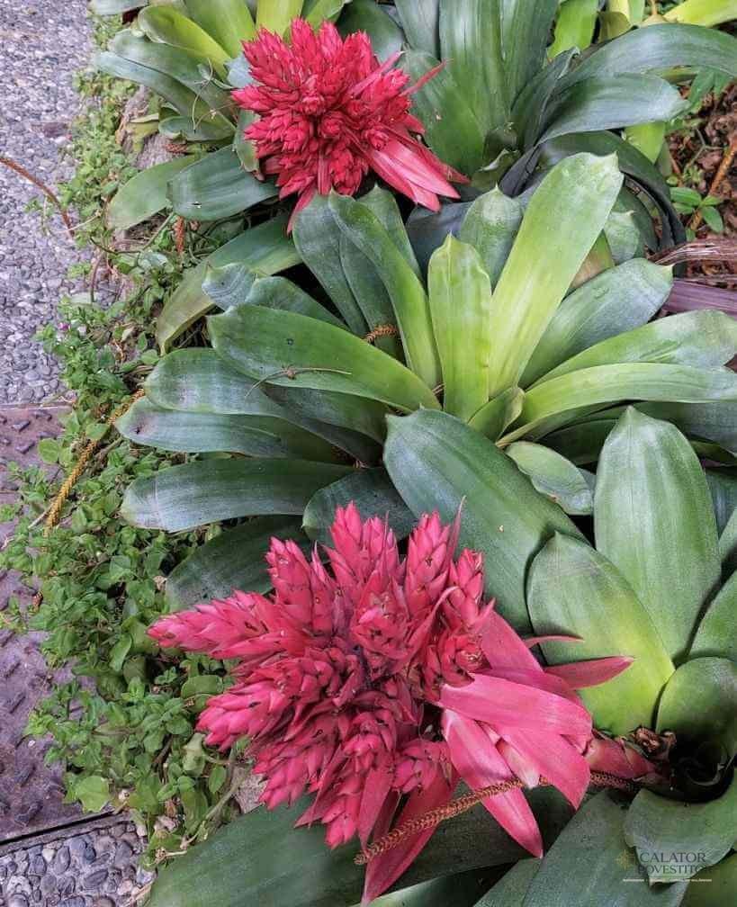 Grădina botanică,Giardini La Mortella
