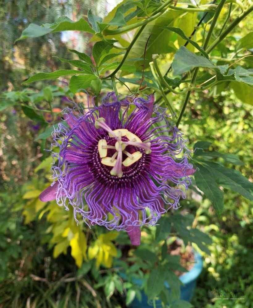 Grădina botanică,Giardini La Mortella
