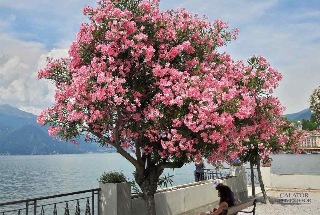 Bellagio