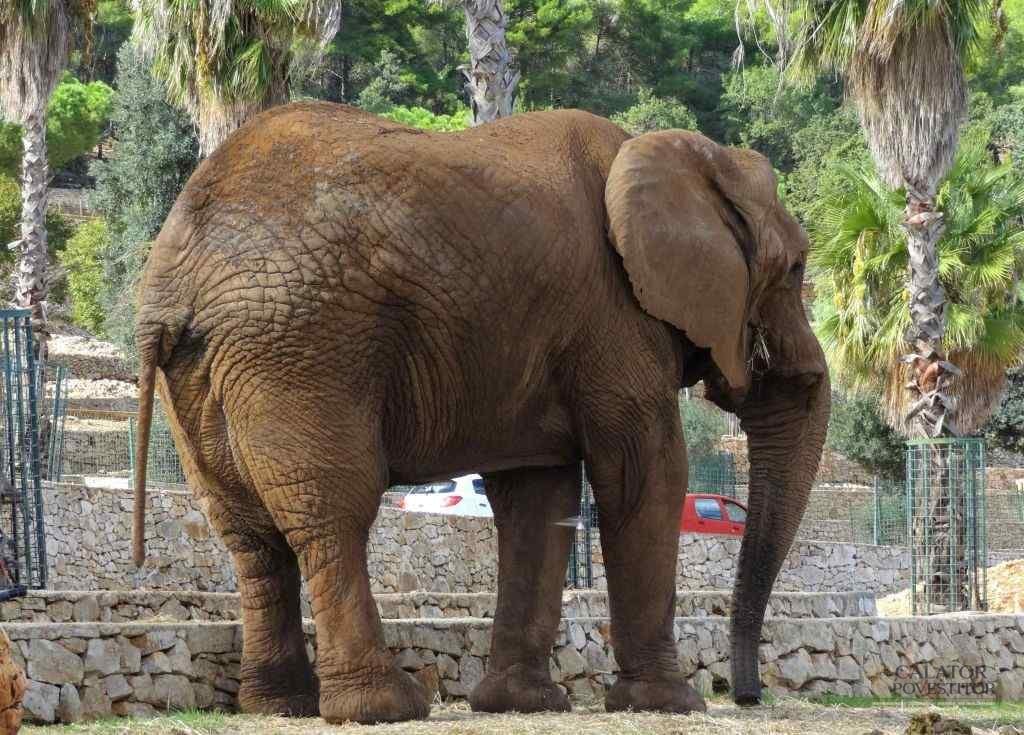 Obiectiv must-see în Puglia zoosafari