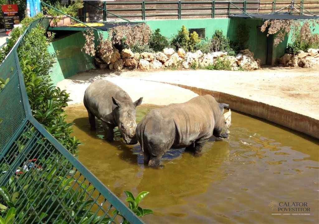 Obiectiv must-see în Puglia zoosafari
