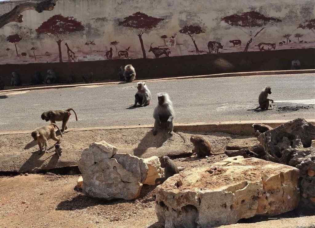 Obiectiv must-see în Puglia zoosafari
