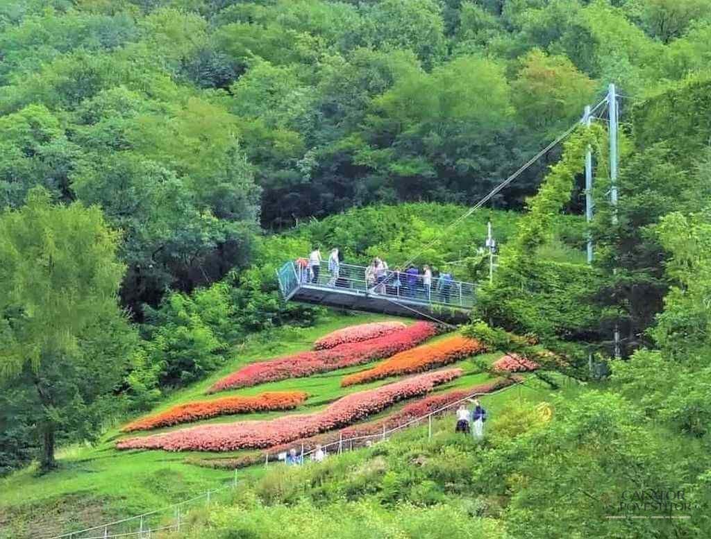 Top 5 gradini de vis. Oaze de frumusete in Italia.
