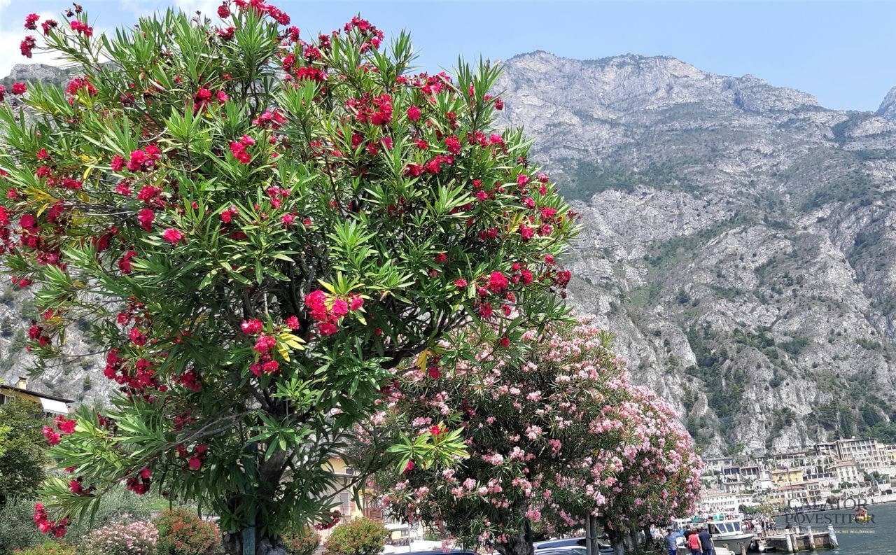 Un cadru magnific - Limone sul Garda
