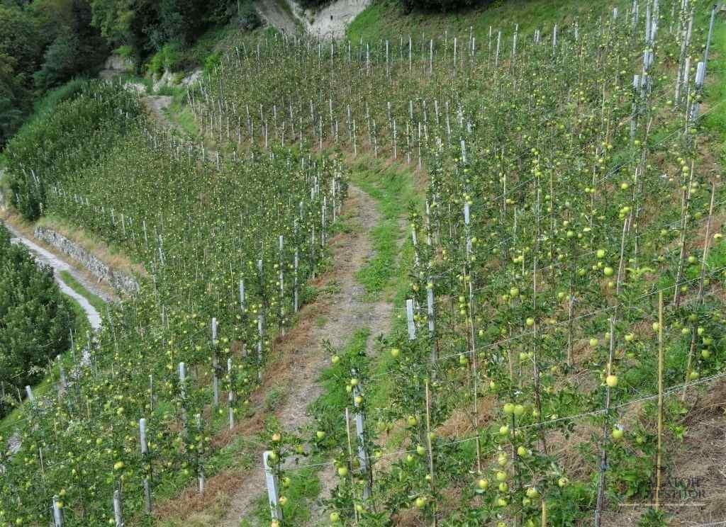 Dorf Tirol