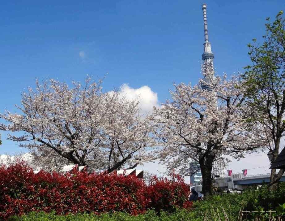4 obiective turistice din Tokyo - Ginza, Asakusa, Shibuya si Shinjuku