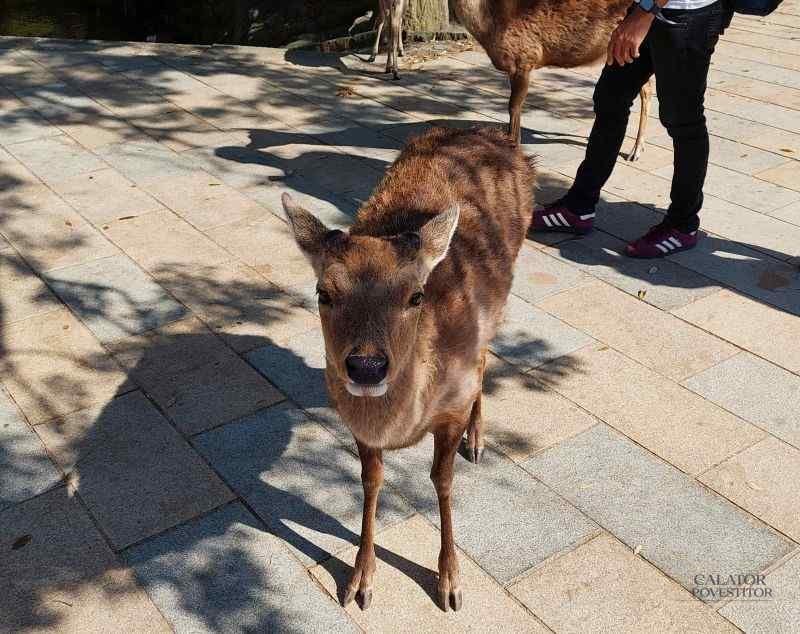 Atractii si obiective turistice in Osaka, Japonia
