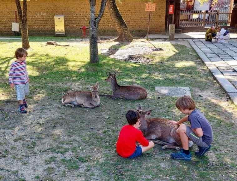 Atractii si obiective turistice in Osaka, Japonia