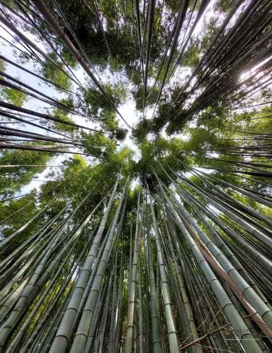Top 5 atractii turistice din Kyoto – Japonia — 27