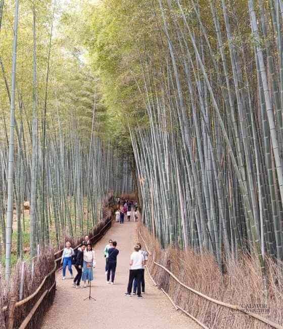 Top 5 atractii turistice din Kyoto – Japonia — 2