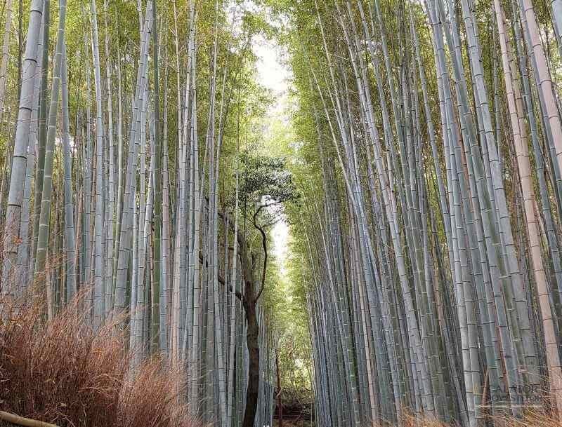 Top 5 atractii turistice din Kyoto – Japonia — 3