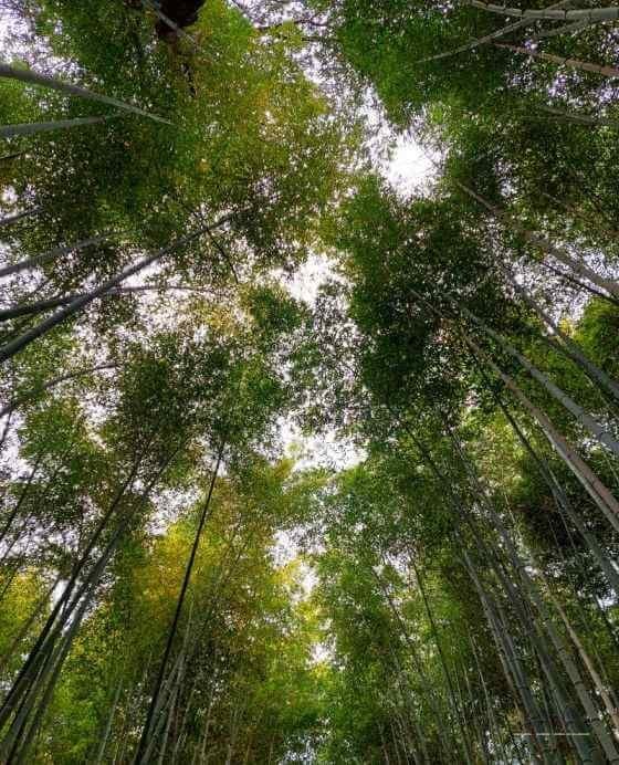 Top 5 atractii turistice din Kyoto – Japonia — 4