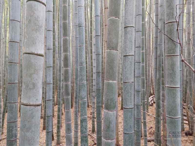Top 5 atractii turistice din Kyoto – Japonia — 5