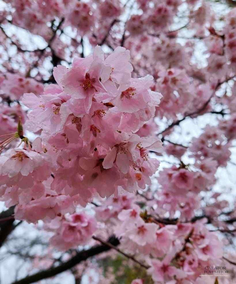 Vacanta in Japonia - afla cum poti vizita aceasta tara insulara