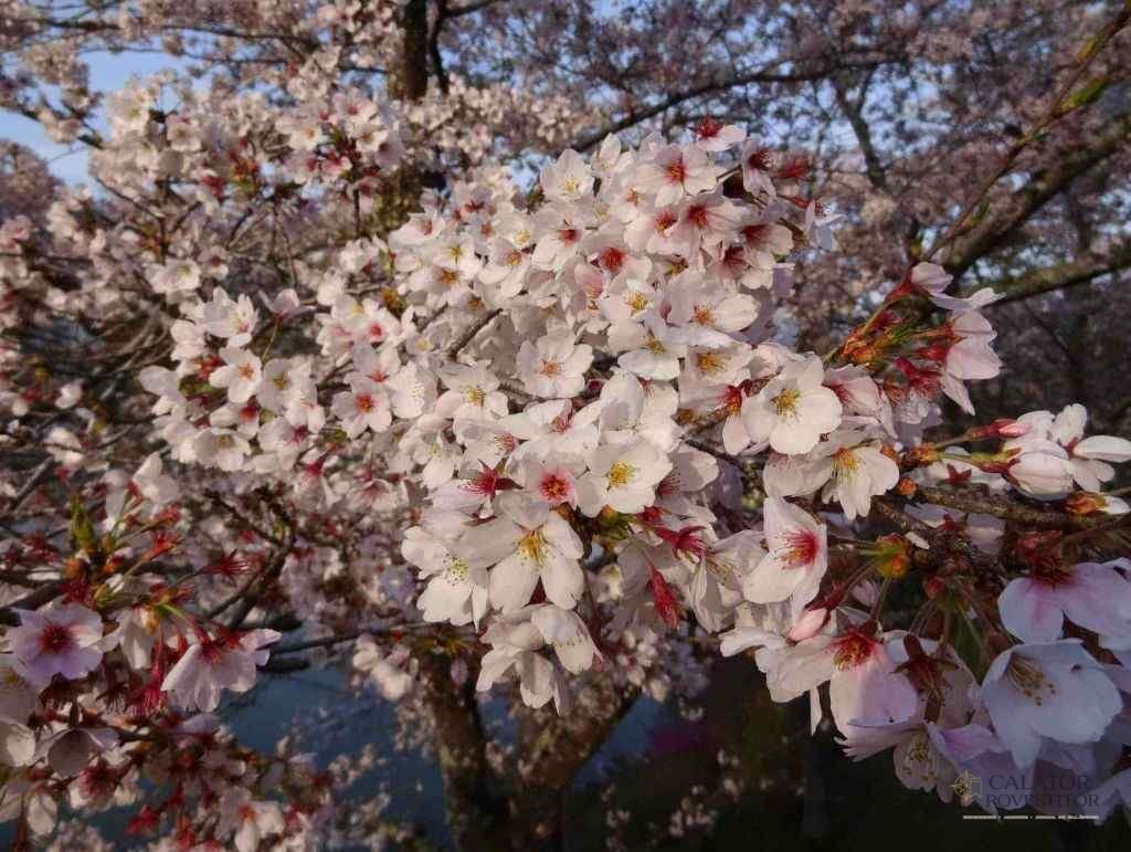 Vacanta in Japonia - afla cum poti vizita aceasta tara insulara