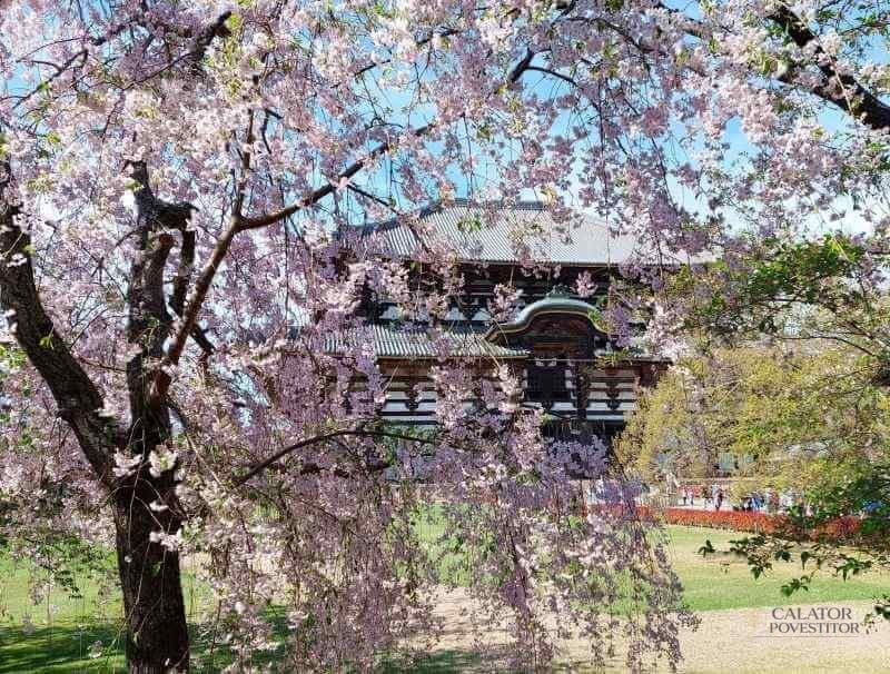 Vacanta in Japonia - afla cum poti vizita aceasta tara insulara