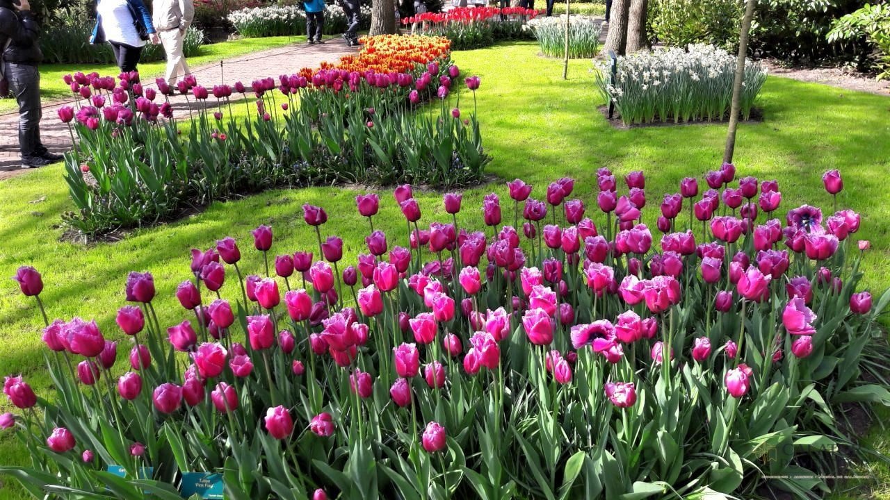 Keukenhof