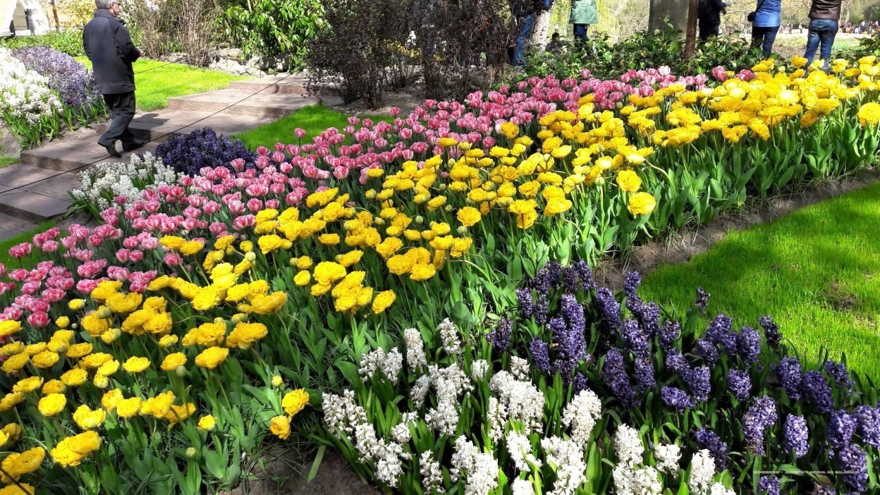 Keukenhof - cea mai mare expoziție florală
