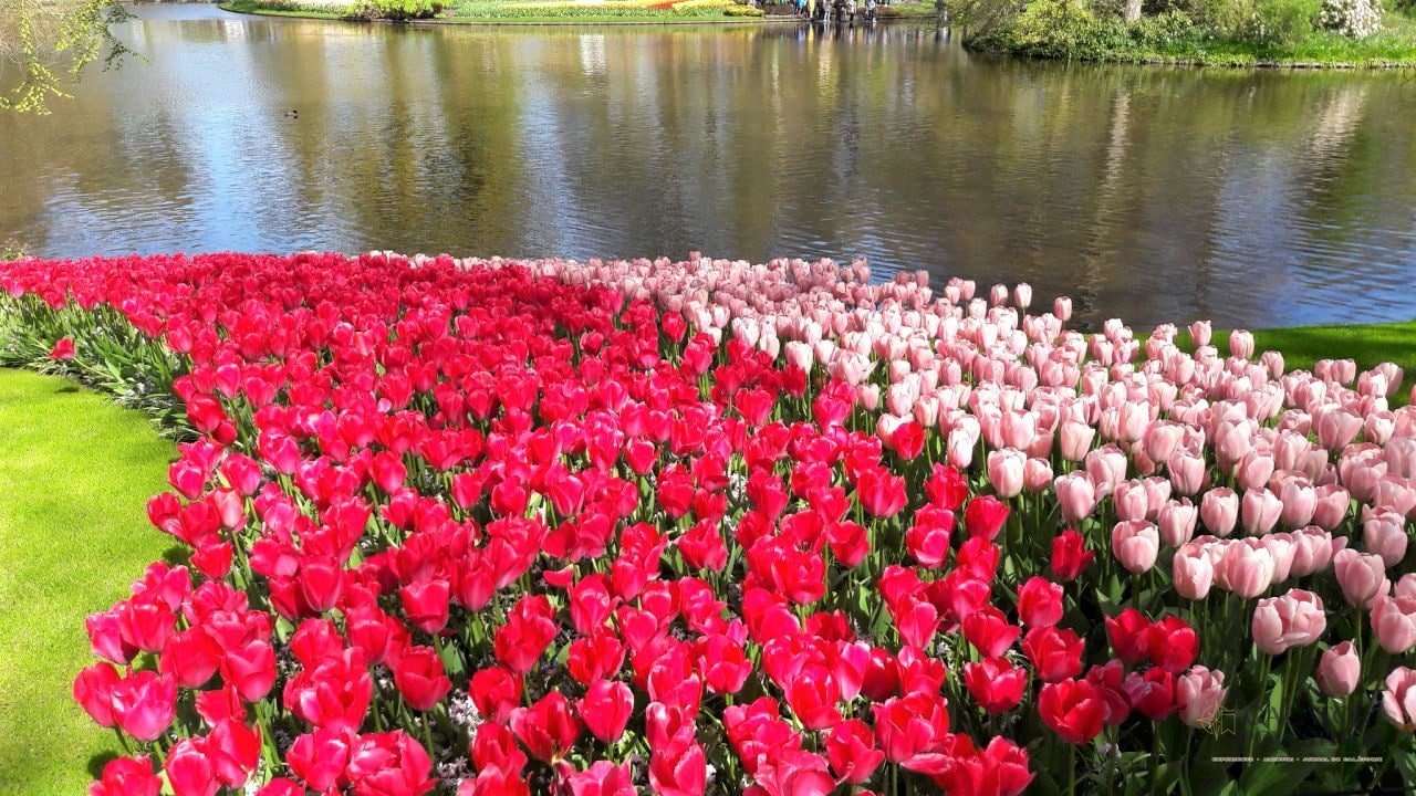 Keukenhof - cea mai mare expoziție florală