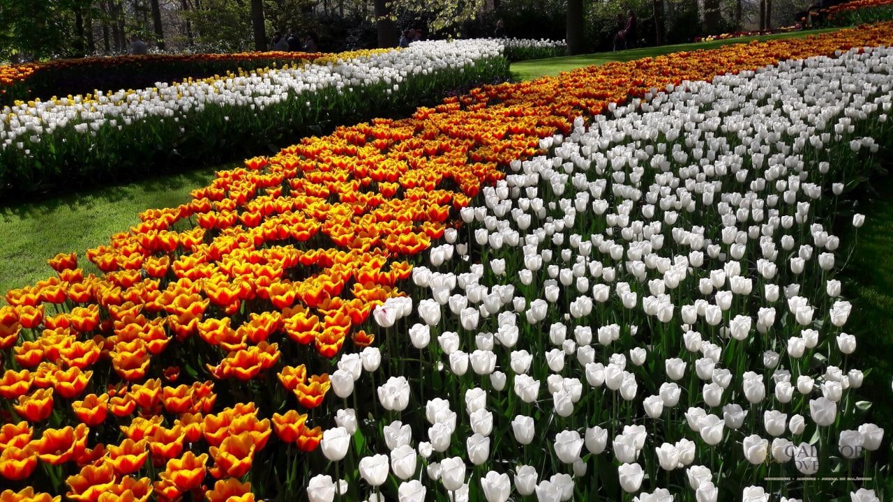 Cea mai mare expoziție florală din lume