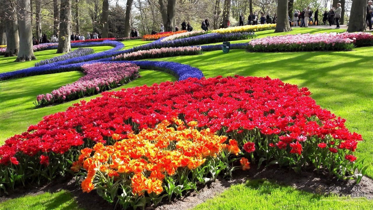 Keukenhof - cea mai mare expoziție florală