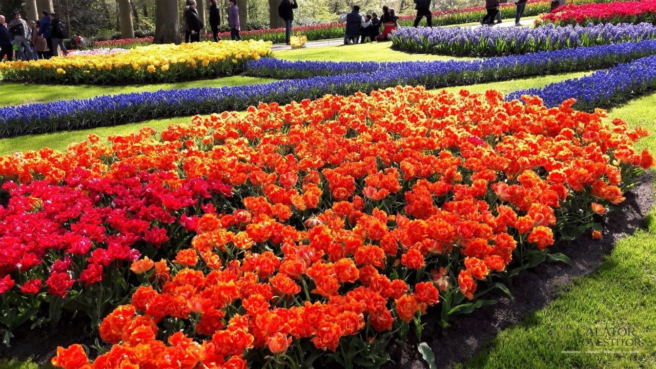 Keukenhof - cea mai mare expoziție florală
