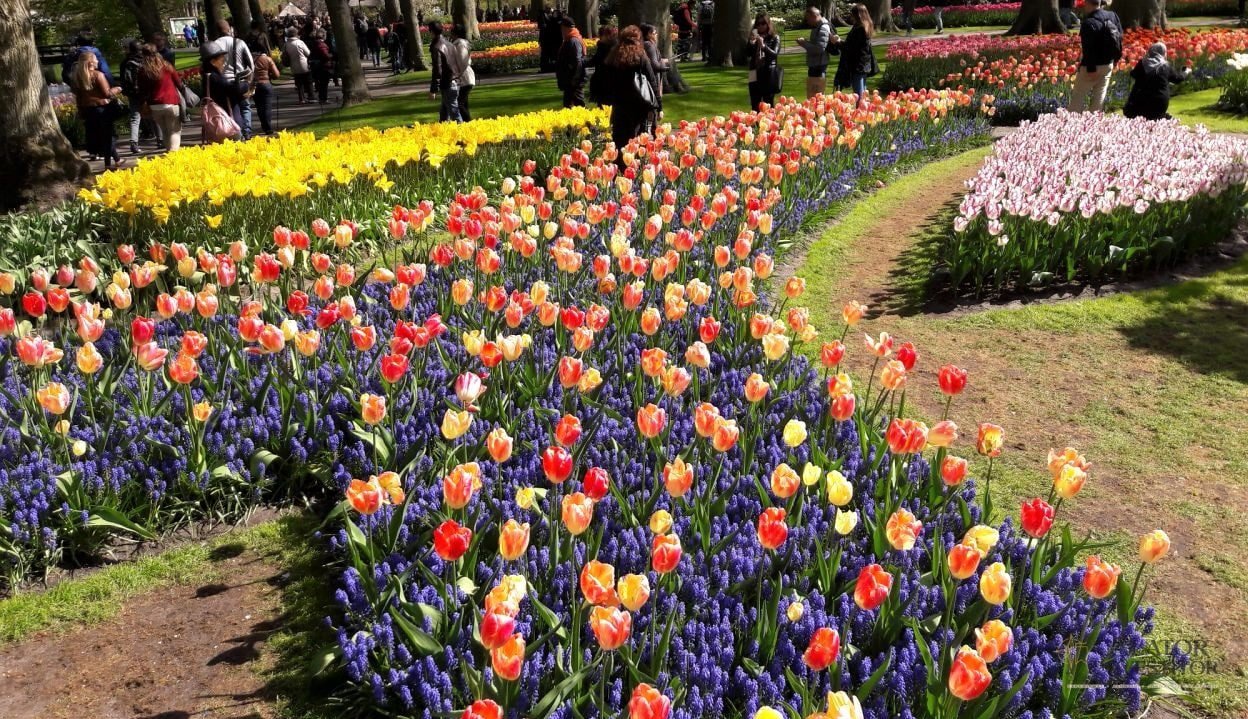 Keukenhof - cea mai mare expoziție florală