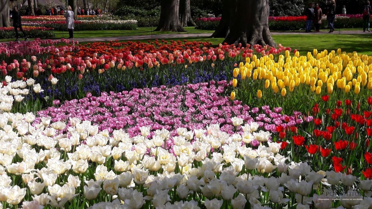Keukenhof