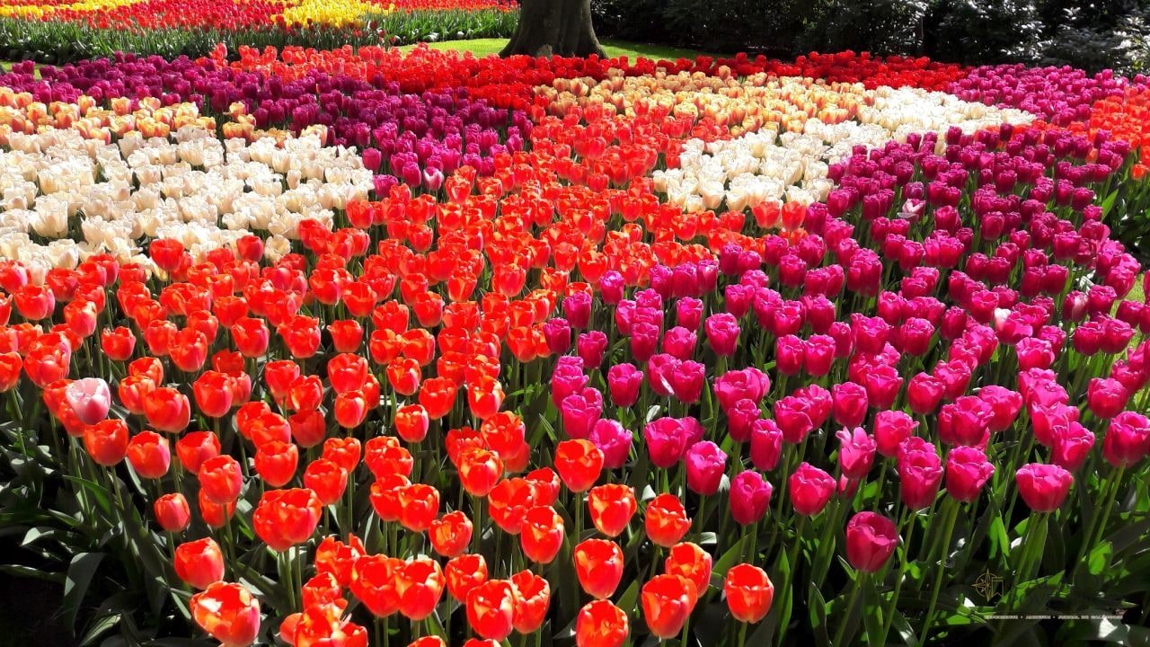 Keukenhof - cea mai mare expoziție florală