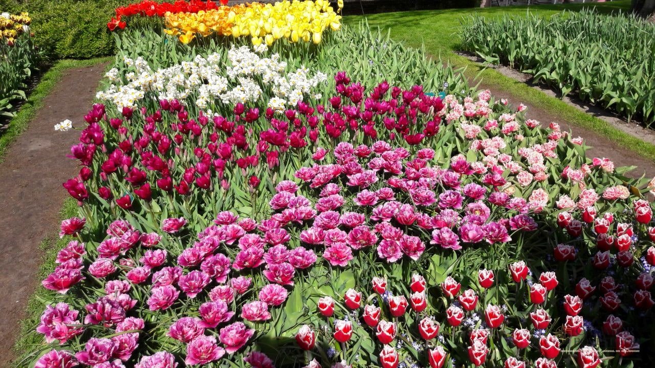 Keukenhof
