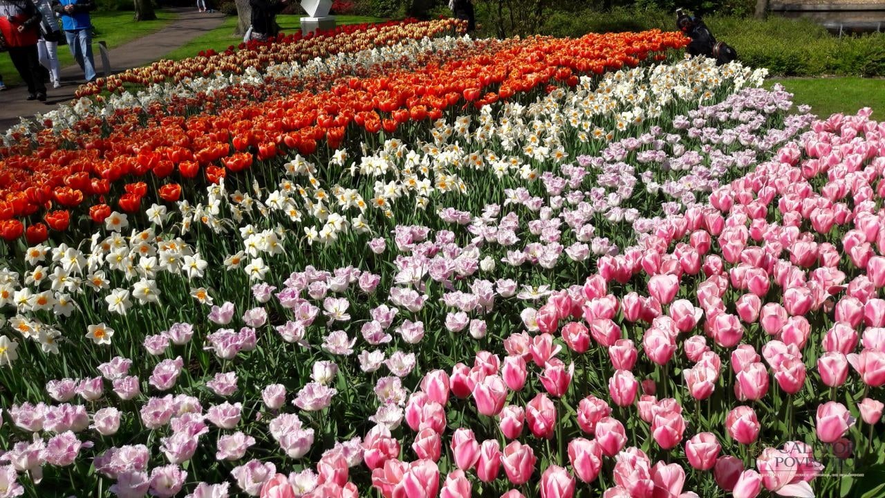 Keukenhof - cea mai mare expoziție florală