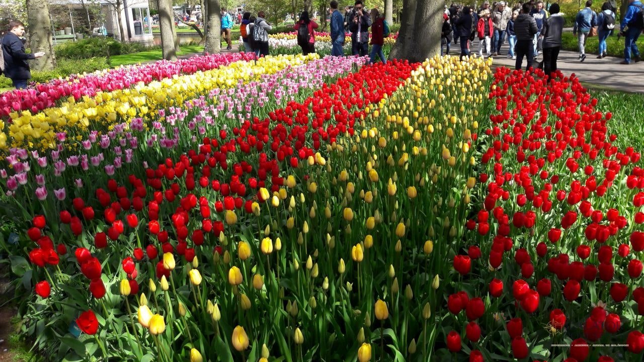 Keukenhof - cea mai mare expoziție florală