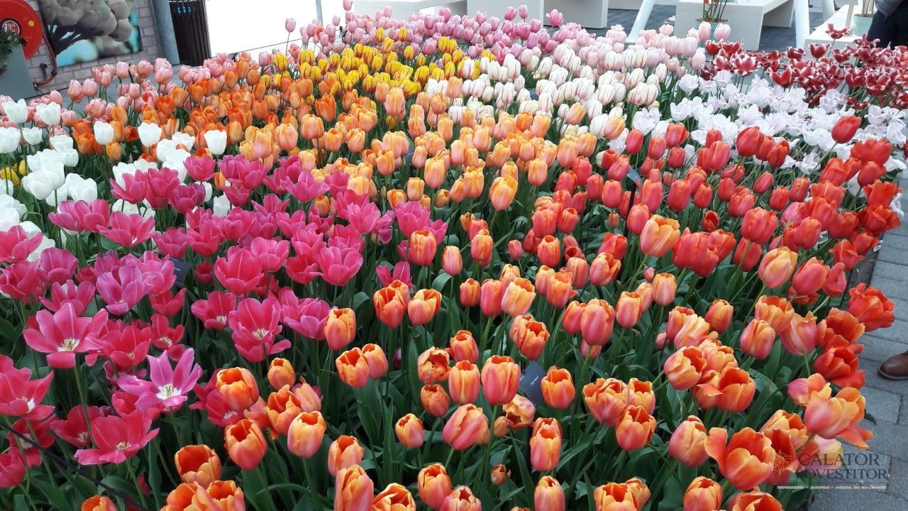 Keukenhof