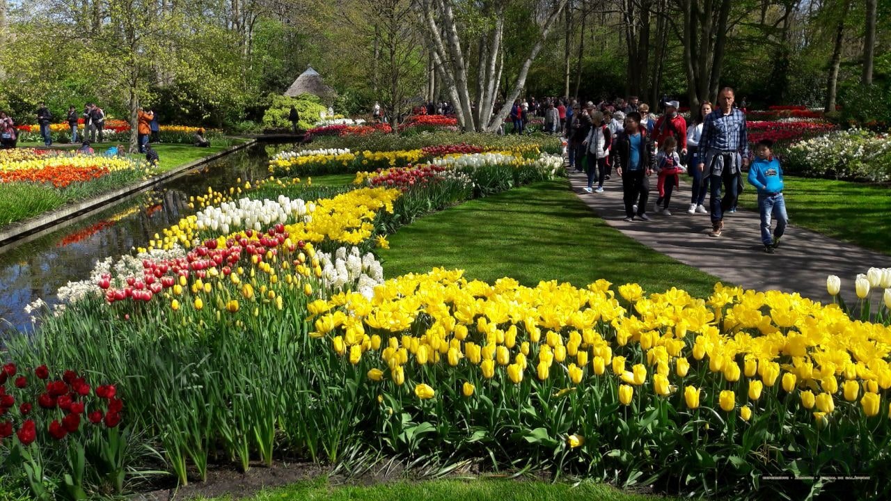 Keukenhof - cea mai mare expoziție florală