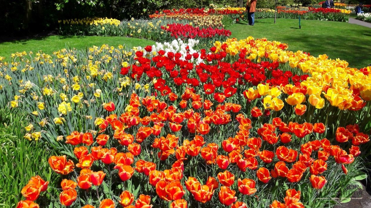 Keukenhof - cea mai mare expoziție florală